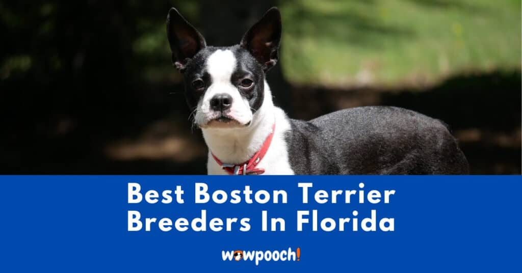 Top 6 Best Boston Terrier Breeders In Florida (FL) State