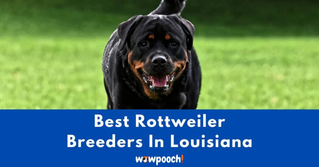 Top 6 Best Rottweiler Breeders In Louisiana (LA) State