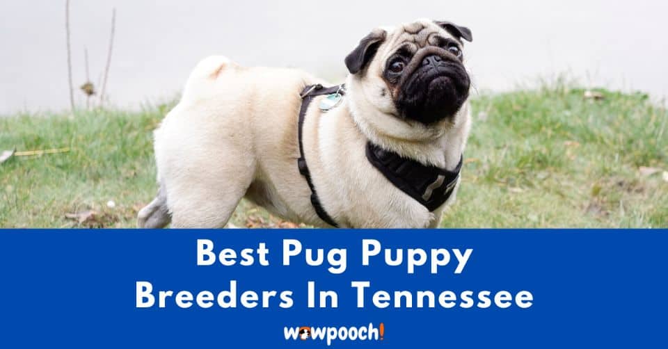 Top 7 Best Pug Breeders In Tennessee (TN) State
