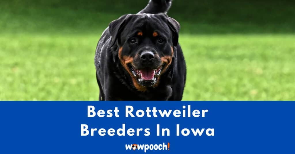 Top 9 Best Rottweiler Breeders In Iowa (IA) State