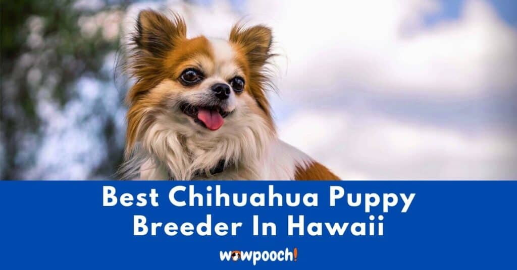 Best Chihuahua Breeder In Hawaii (HI) State