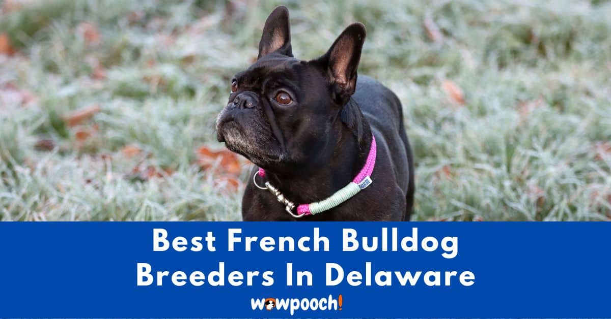 Top 4 Best French Bulldog Breeders in Delaware (DE) State
