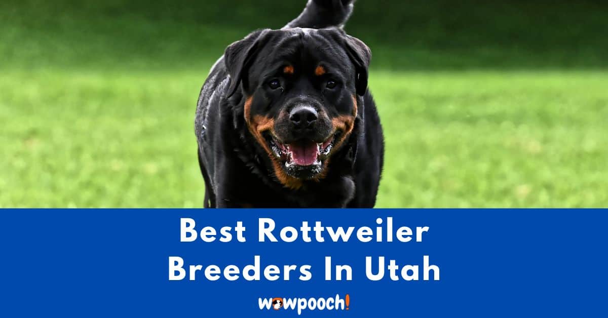 Top 6 Best Rottweiler Breeders In Utah (UT) State