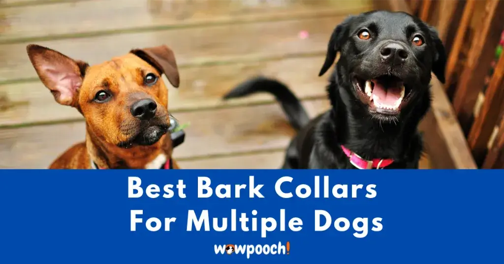 Best Bark Collars For Multiple Dogs