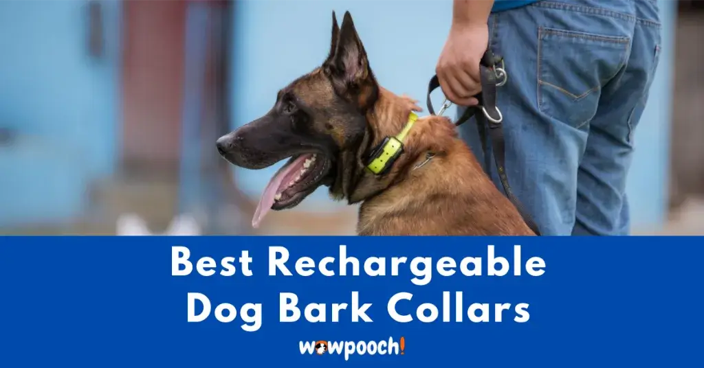 Best Rechargeable Dog Bark Collars