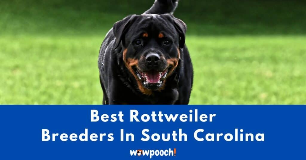 Rottweiler Breeders In South Carolina (SC) State