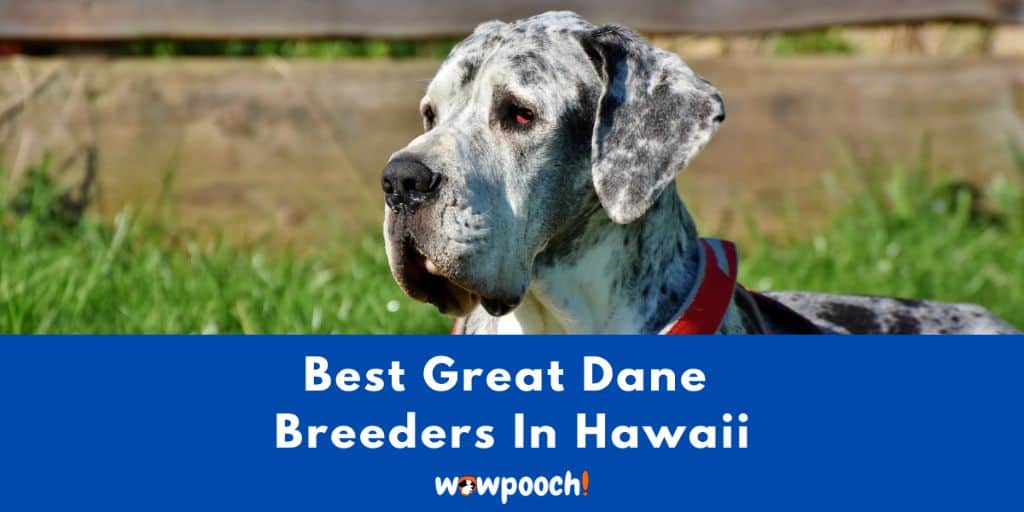 Top 2 Best Great Dane Breeders in Hawaii state