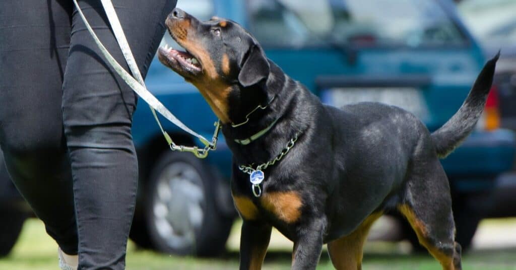 Best Dog Training Collars With Bark Control
