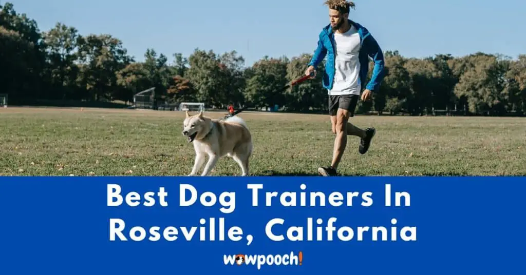 Best Dog Trainers Near Roseville In California (CA) State