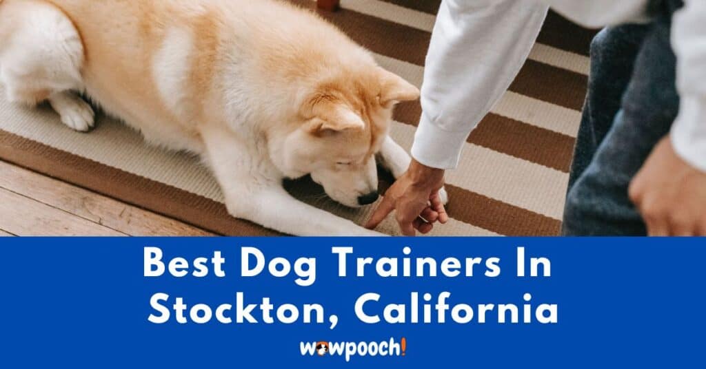 Best Dog Trainers Near Stockton In California (CA) State