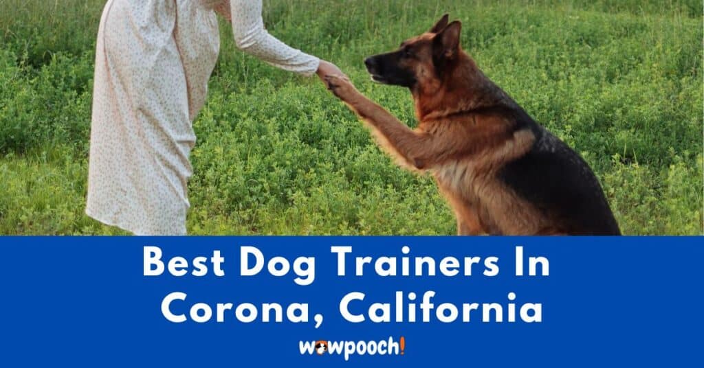 Best Dog Trainers Near Corona In California (CA) State