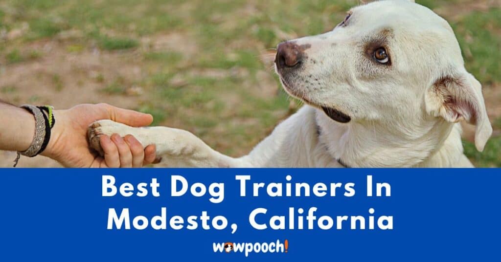 Best Dog Trainers Near Modesto In California State.