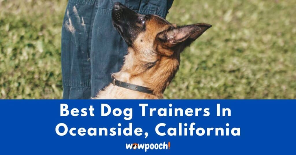 Best Dog Trainers Near Oceanside In California State