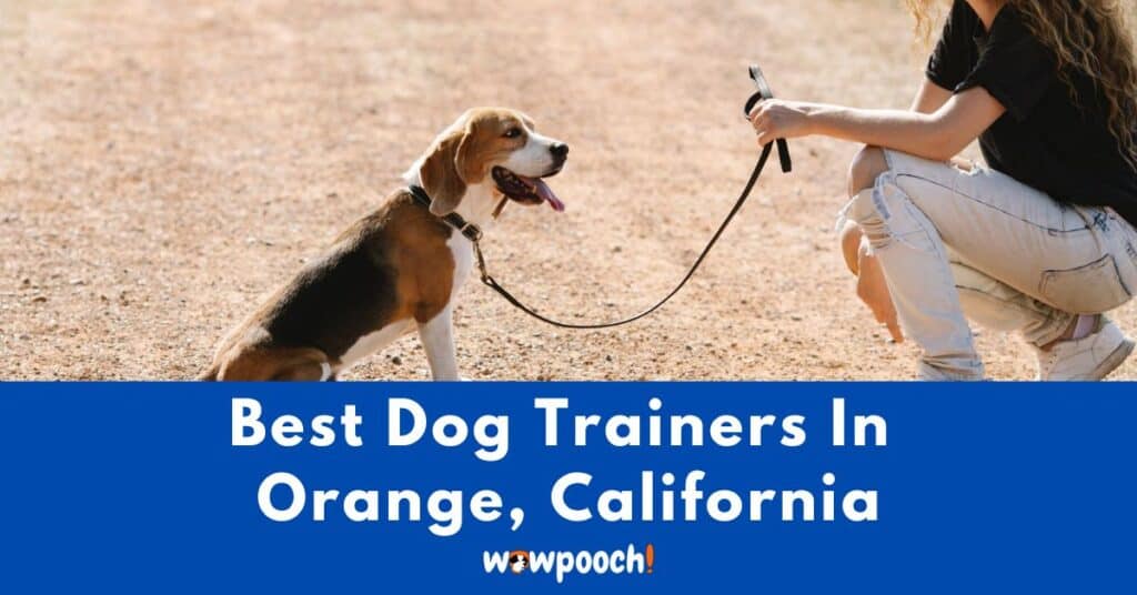 Best Dog Trainers Near Orange City In California (CA) State