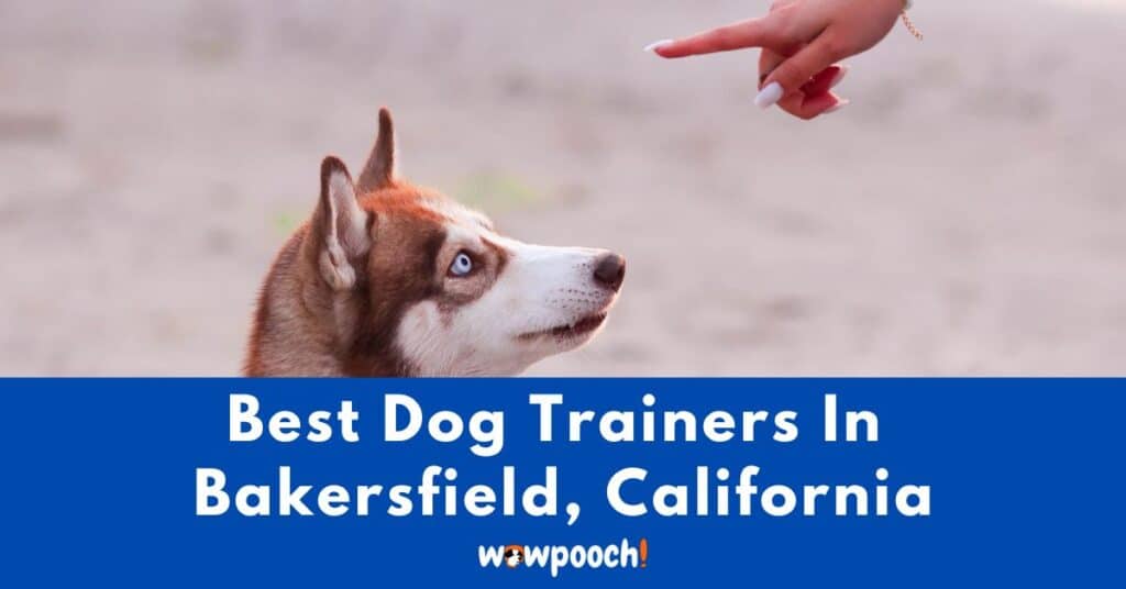 Best Dog Trainers Near Bakersfield In California State