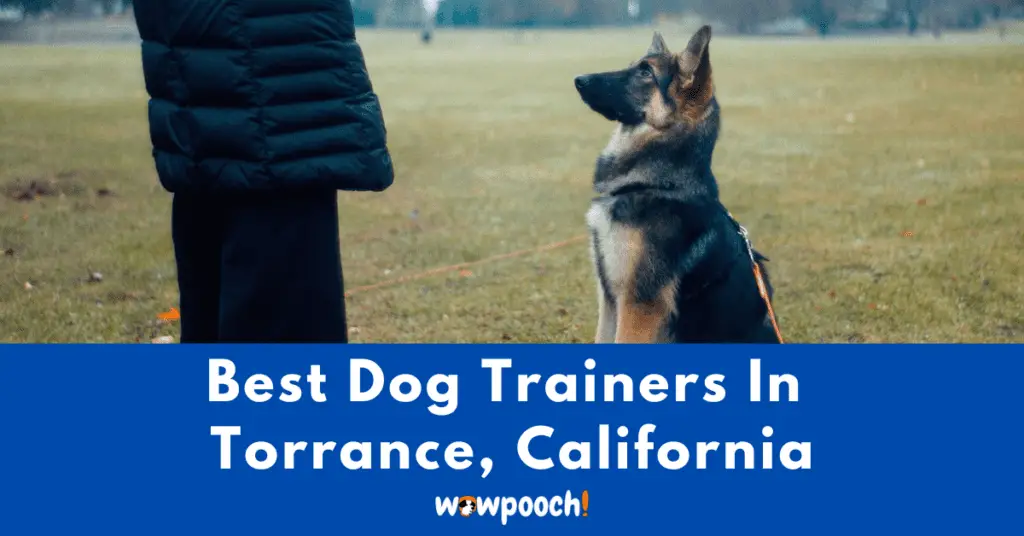 Best Dog Trainers Near Torrance In California