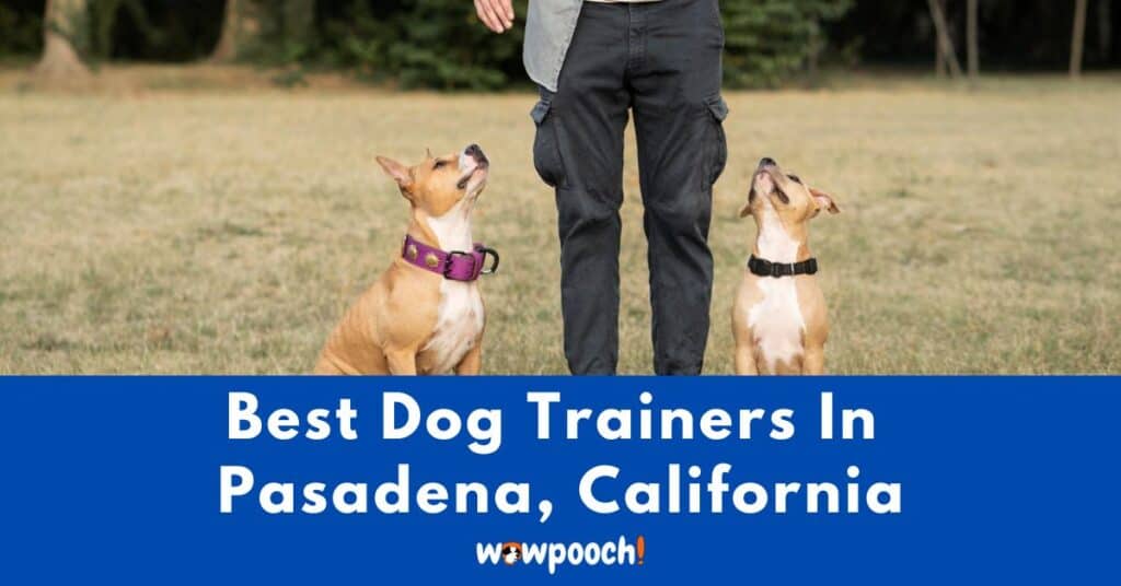 Best Dog Trainers Near Pasadena In California (CA) State