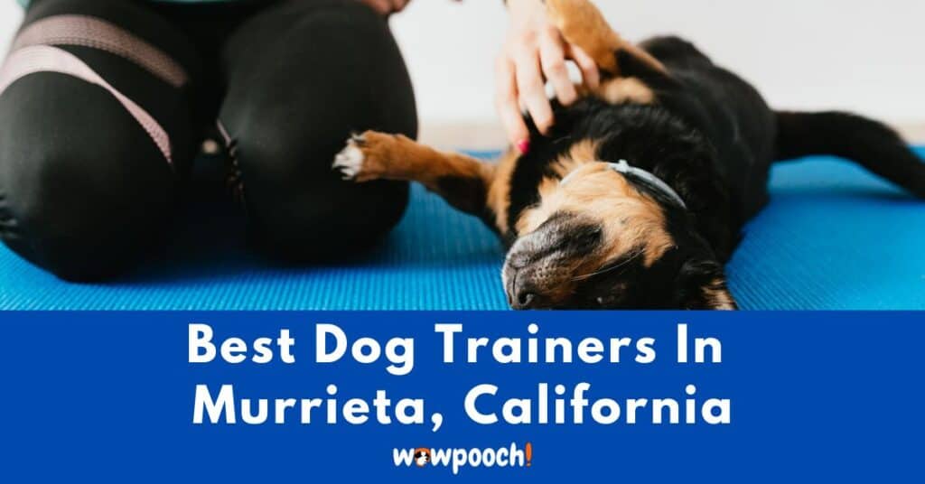 Best Dog Trainers Near Murrieta In California (CA) State