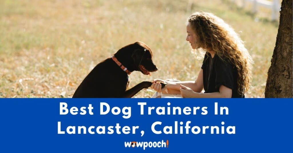 Best Dog Trainers Near Lancaster In California (CA) State