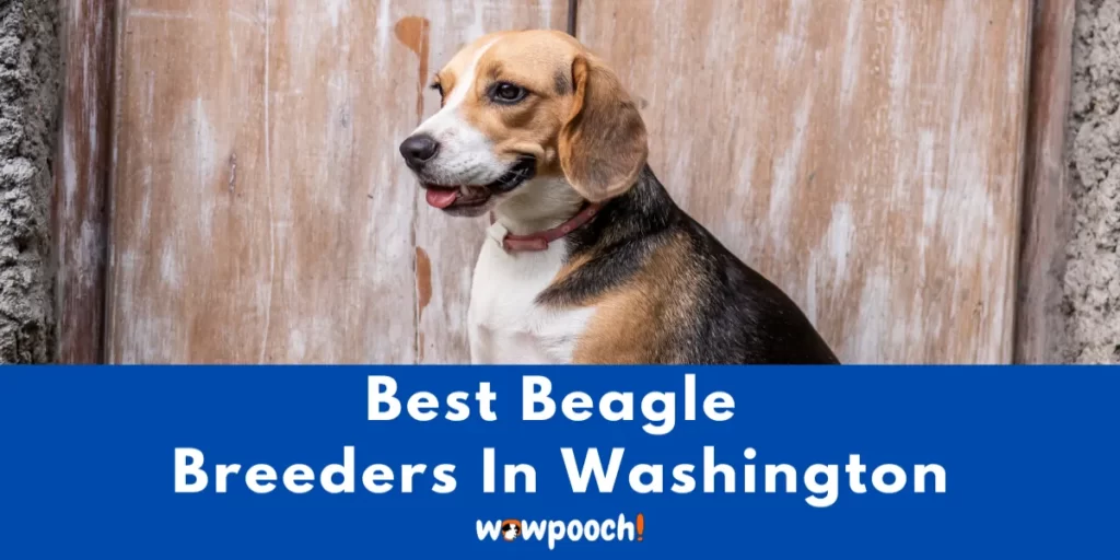 Best Beagle Breeders In Washington (WA) State