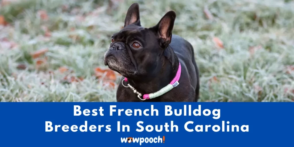 Best French Bulldog Breeders In South Carolina (SC) State