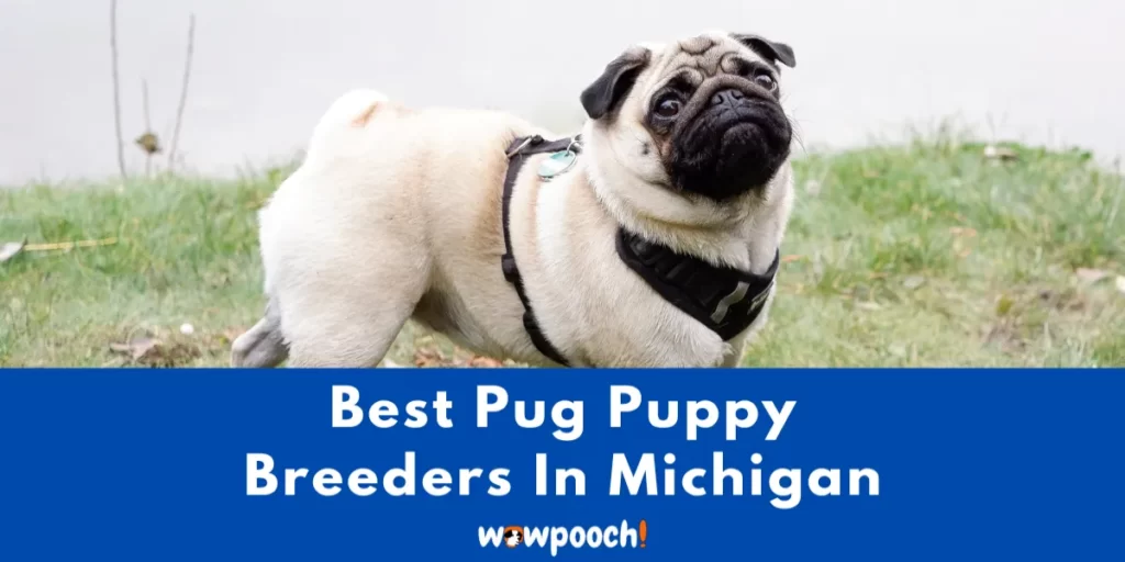 Best Pug Breeders In Michigan (MI) State
