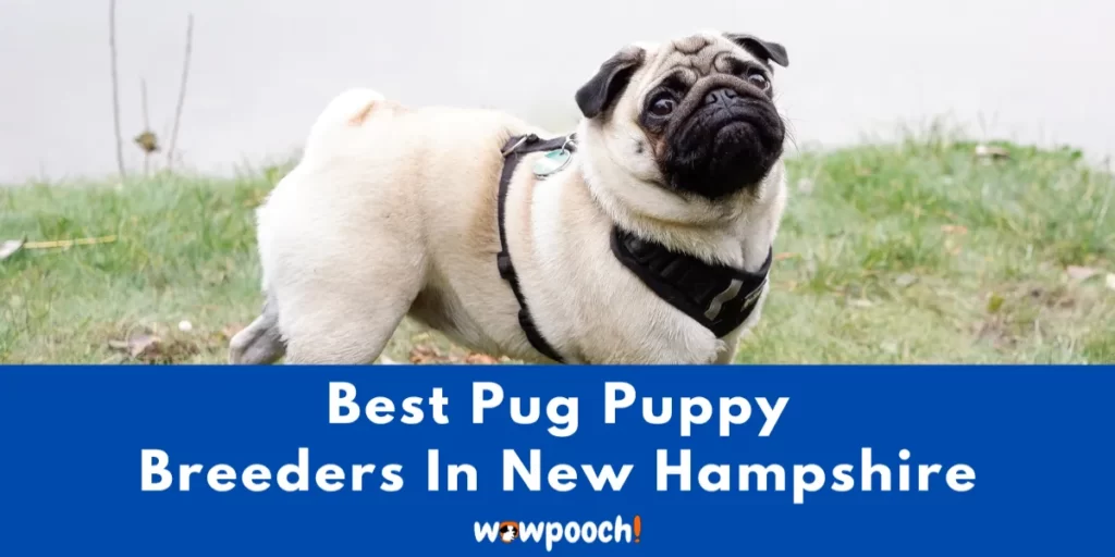 Best Pug Breeders In New Hampshire (NH) State