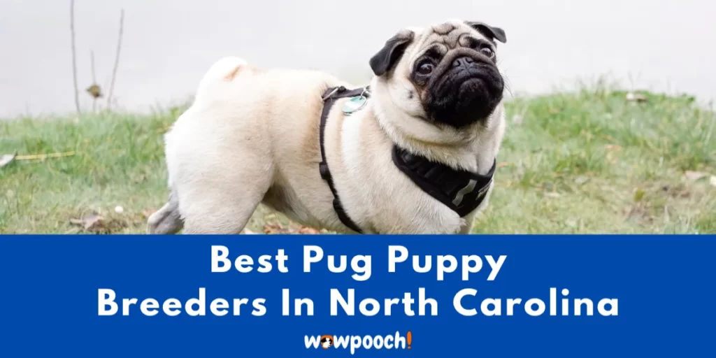 Best Pug Breeders In North Carolina (NC) State