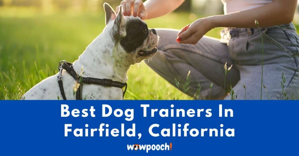 Best Dog Trainers Near Fairfield In California (CA) State