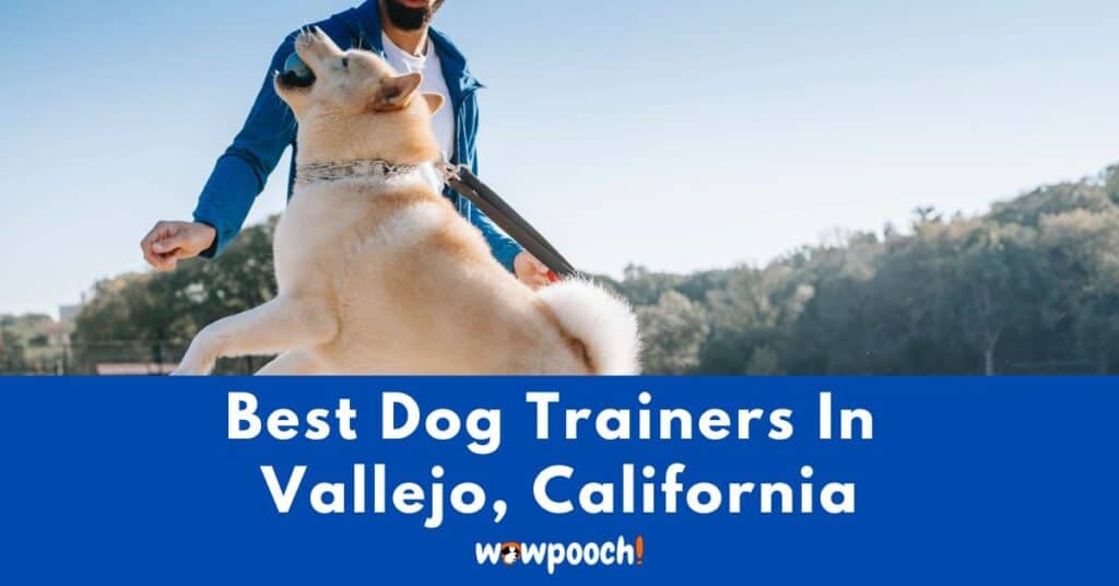 Best Dog Trainers Near Vallejo In California (CA) State