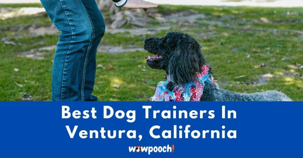 Best Dog Trainers Near Ventura In California (CA) State