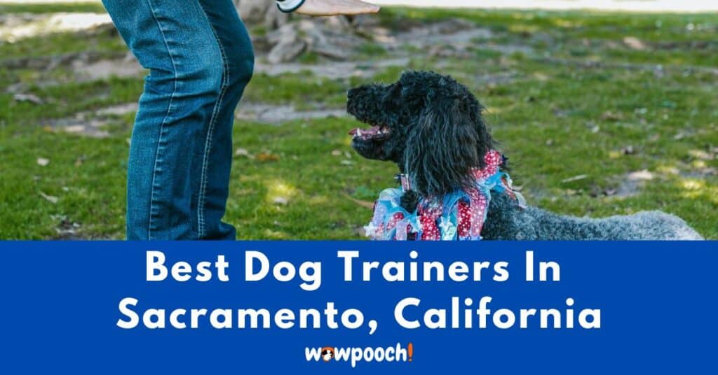 Best Dog Trainers Near Sacramento In California (CA) State