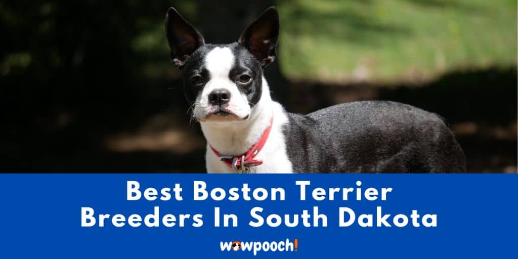 Top 2 Best Boston Terrier Breeders In South Dakota State