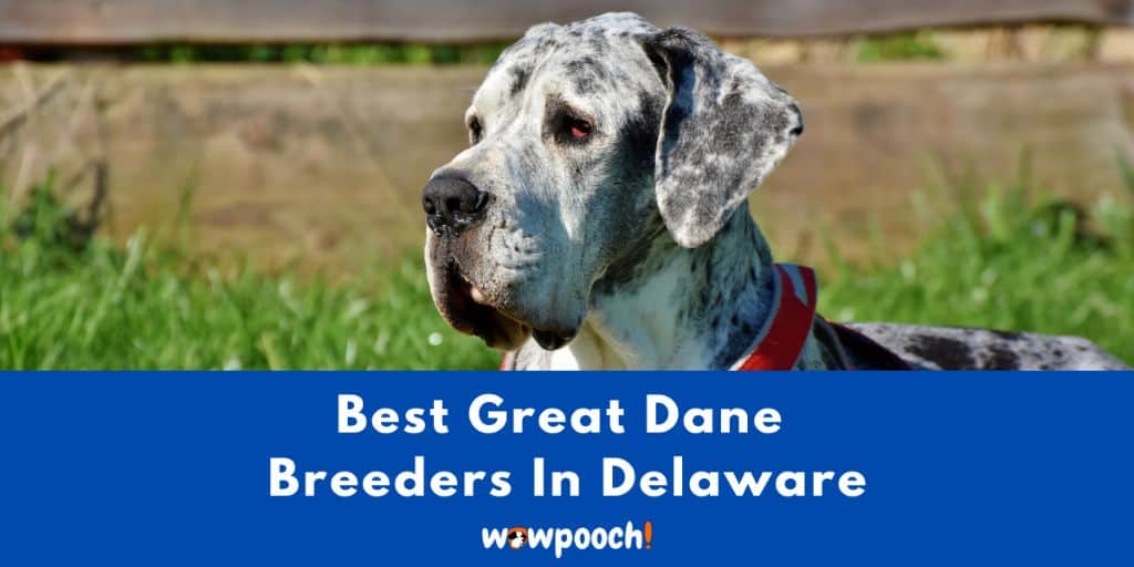Top 2 Best Great Dane Breeders in Delaware State