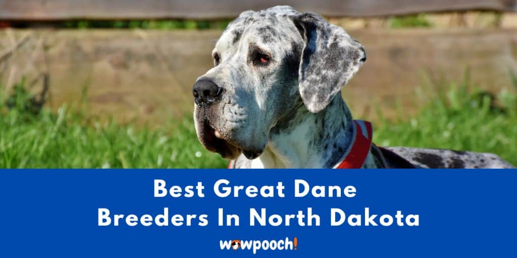 Top 3 Best Great Dane Breeders In North Dakota