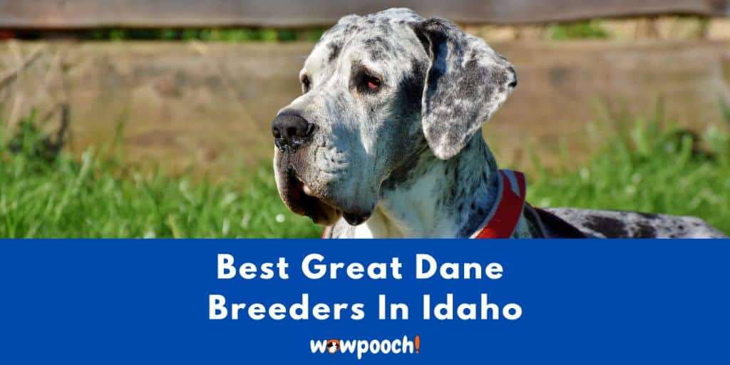 Top 4 Best Great Dane Breeders In Idaho State