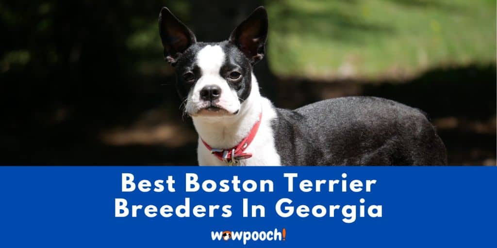 Top 5 Best Boston Terrier Breeders in Georgia state
