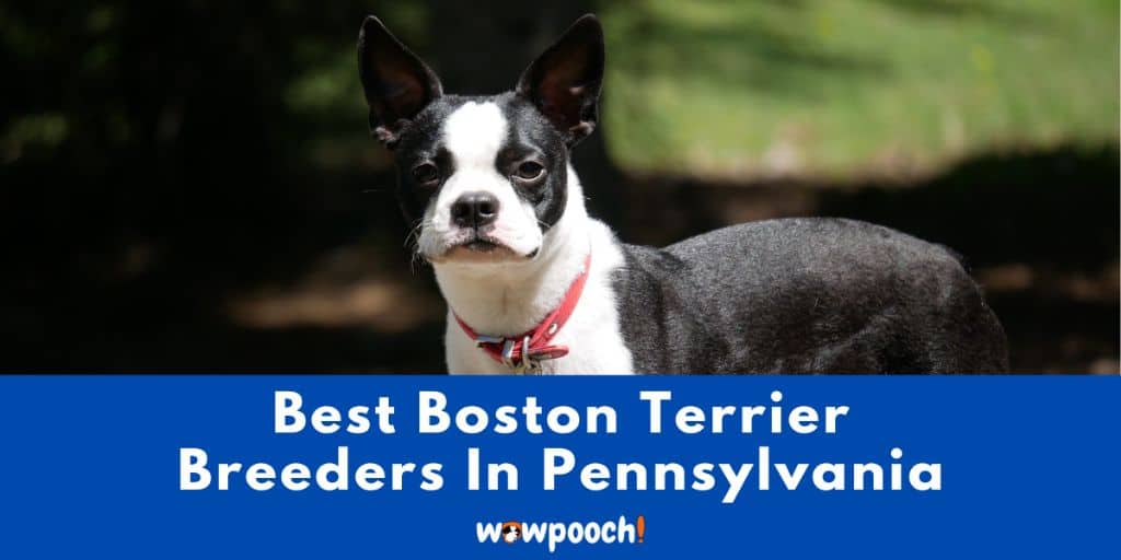 Top 5 Boston Terrier Breeders in Pennsylvania