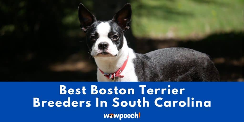 Top 6 Best Bostons Terrier Breeders in South Carolina