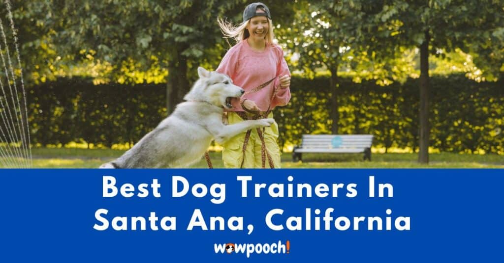Best Dog Trainers Near Santa Ana In California (CA) State