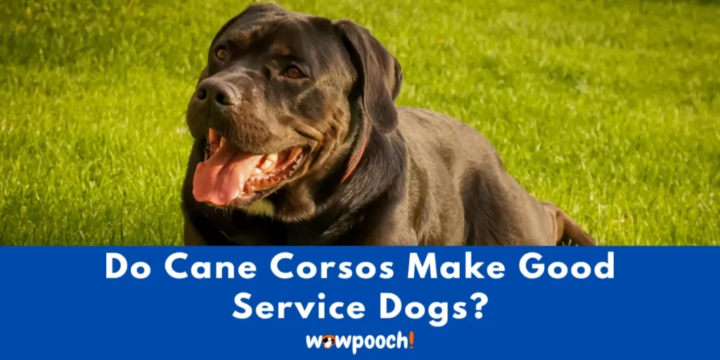 Do Cane Corsos Make Good Service Dogs?