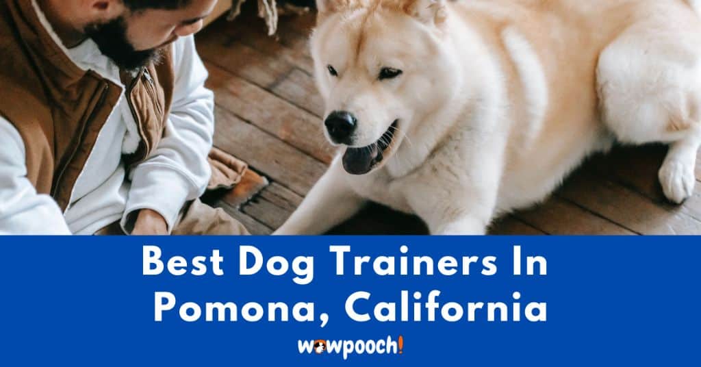 Best Dog Trainers Near Pomona In California State