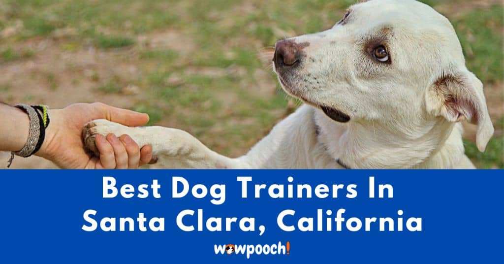 Best Dog Trainers Near Santa Clara In California (CA) State