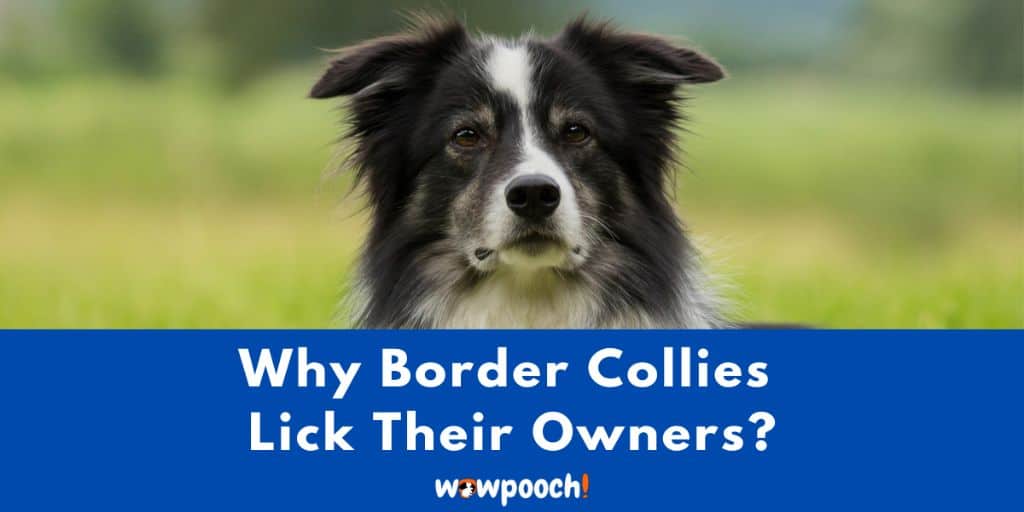 Why Does Your Border Collie Keep Licking their owner?