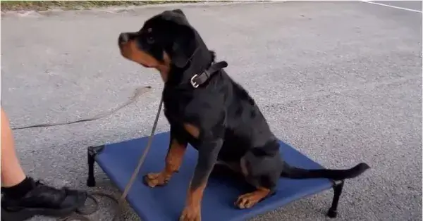 Small Puppy Training Class 