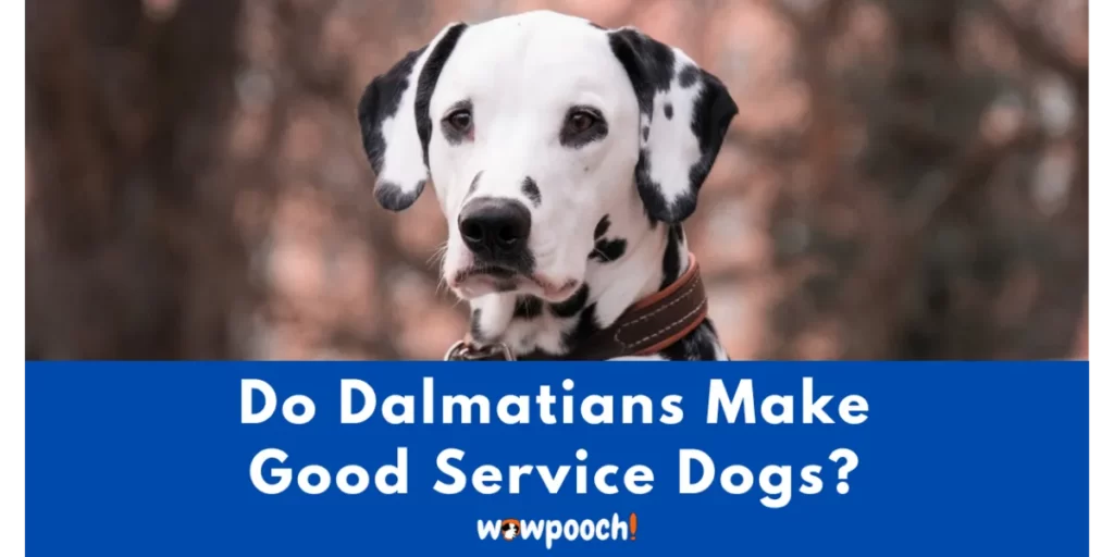 Are Dalmatians Good Service Dogs?