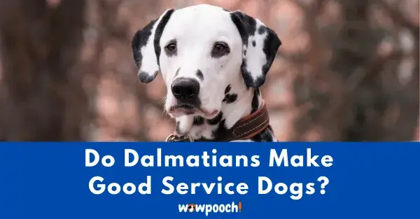 Do Dalmatians Make Good Service Dogs?